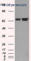OriGene TA500827S image 1