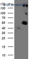 OriGene TA500863S image 1