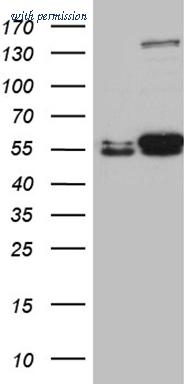 OriGene TA500864S image 1