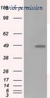 OriGene TA500865BM image 1