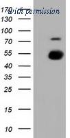 OriGene TA500875S image 1