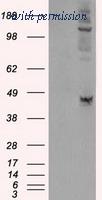 OriGene TA500877S image 1