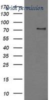 OriGene TA500888BM image 1