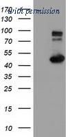OriGene TA500907S image 1