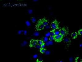 OriGene TA500913S image 1