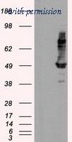 OriGene TA500918S image 1