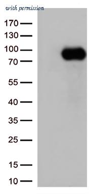 OriGene TA500921S image 1