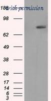 OriGene TA500952S image 1