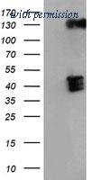 OriGene TA500961S image 1