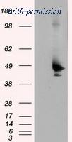 OriGene TA500963S image 1