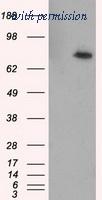OriGene TA500964S image 1