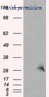 OriGene TA500965S image 1