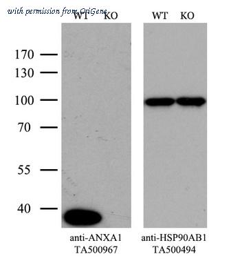 OriGene TA500967S image 1