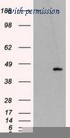 OriGene TA501003S image 1