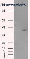 OriGene TA501004S image 1
