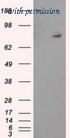 OriGene TA501025S image 1