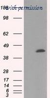OriGene TA501030S image 1
