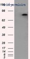 OriGene TA501042S image 1