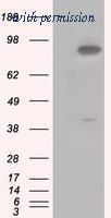 OriGene TA501049S image 1