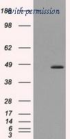 OriGene TA501050S image 1