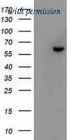 OriGene TA501052S image 1