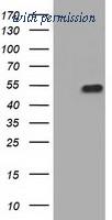 OriGene TA501057S image 1