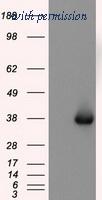 OriGene TA501081S image 1