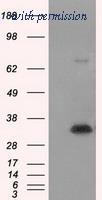OriGene TA501084S image 1