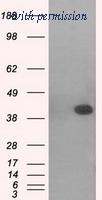 OriGene TA501085S image 1