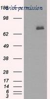 OriGene TA501091S image 1