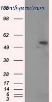 OriGene TA501096S image 1