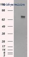 OriGene TA501101S image 1