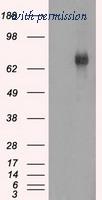 OriGene TA501102S image 1