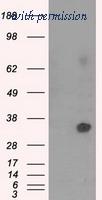 OriGene TA501109S image 1