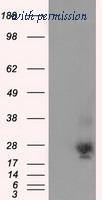 OriGene TA501110S image 1