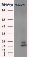 OriGene TA501111S image 1