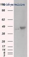 OriGene TA501129S image 1