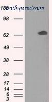 OriGene TA501136S image 1