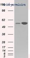 OriGene TA501137S image 1
