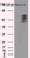OriGene TA501153S image 1
