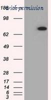 OriGene TA501198S image 1