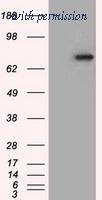 OriGene TA501199S image 1