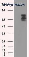OriGene TA501200S image 1