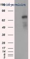 OriGene TA501202AM image 1