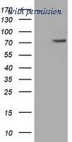 OriGene TA501203S image 1
