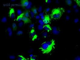 OriGene TA501237S image 1