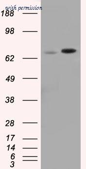 OriGene TA501251S image 1