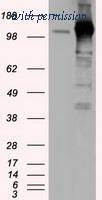 OriGene TA501261S image 1