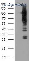OriGene TA501264S image 1