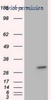 OriGene TA501282S image 1